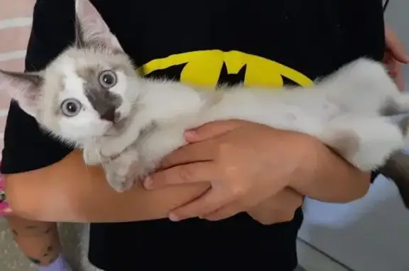 Найдена кошка, Челябинск, фото: Кошка найдена: 2-я Эльтонская, 48А, Челябинск