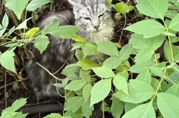 Объявления о пропавших и найденных животных, Москва, фото: Кошка найдена: Светлогорский проезд, 1