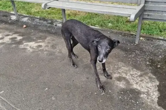 Собака найдена: ул. Дмитриева, 11/1, Омск