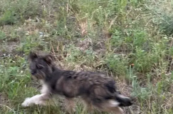 Найдена собака, Ростовская область, фото: Найдена собака, Кулешовское с/п, Ростовская обл.