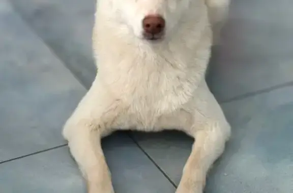 Собаки потеряшки, Вырица, фото: Потеряшка сиба-ину, ул. Лейт. Шмидта 29А, Вырица