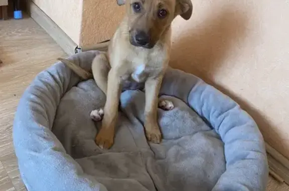 Найдена собака, Могилёв, фото: Собака найдена на ул. Симонова, 69, Могилёв