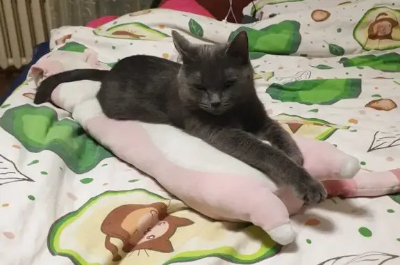 Пропала кошка, ул. Кривенкова, 13, Липецк