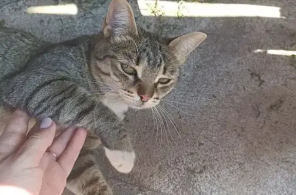 Найдена кошка, Хомутово, фото: Кошка найдена: Земляничная, 5, Хомутово