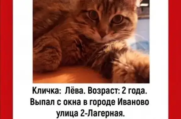 Кошка пропала: 2-я Лагерная, 51, Иваново
