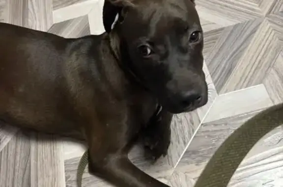 Собака найдена: Пекинская ул., 6, Челябинск