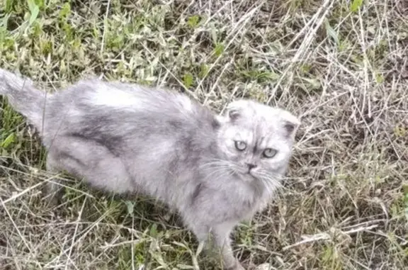 Кошка найдена на ул. Дементьева, Чебоксары
