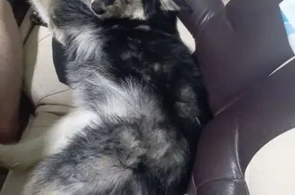 Собаки потеряшки, Будовское, фото: Потеряшка собака, Будовское с/п, 