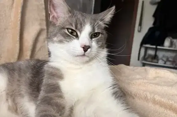 Кошка найдена: ул. Д. Ульянова, 15, Тула