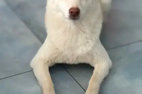 Собаки потеряшки, Вырица, фото: Потеряшка сиба-ину, ул. Лейт. Шмидта, Вырица