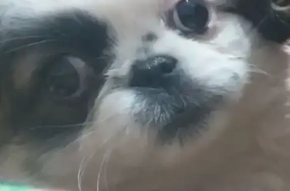 Пропала собака на ул. Карла Маркса, 15А