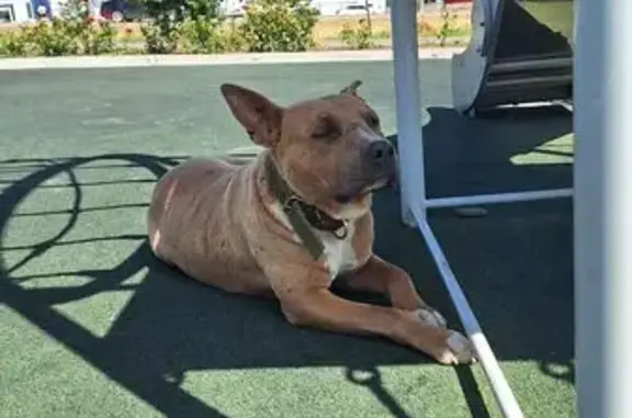 Найдена собака, , фото: Собака найдена: Элиста, 1 мкрн, площадка