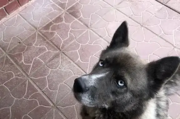 Найдена собака, ул. Генерала Паскевича, 7А