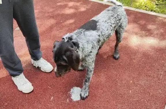 Собака найдена: Онежская ул., Москва