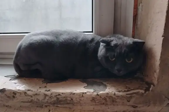 Кошка найдена: ул. Кутузова, 43, Новокузнецк