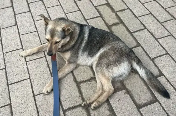 Собаки потеряшки, Москва, фото: Потеряшка собака: ул. Металлургов, Москва