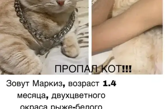 Пропала кошка, ул. Энтузиастов 30, Екб