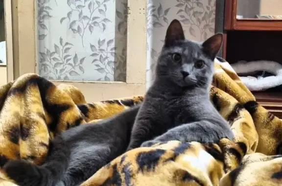 Кошки потеряшки, Ейск, фото: Потеряшка кошка, ул. Б. Хмельницкого, 27, Ейск