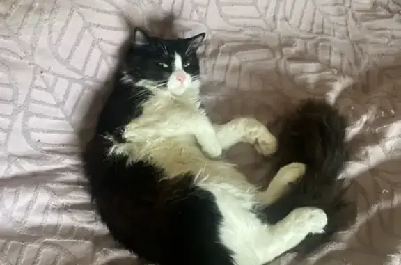 Пропала кошка, аллея Котельникова, 5 к1