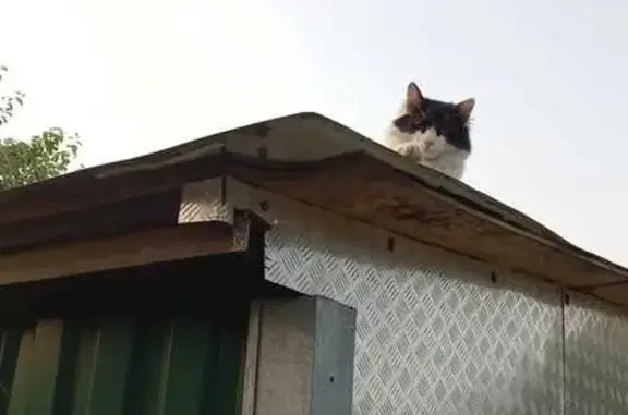 Пропала кошка, Ново-Марусинский пр., 10