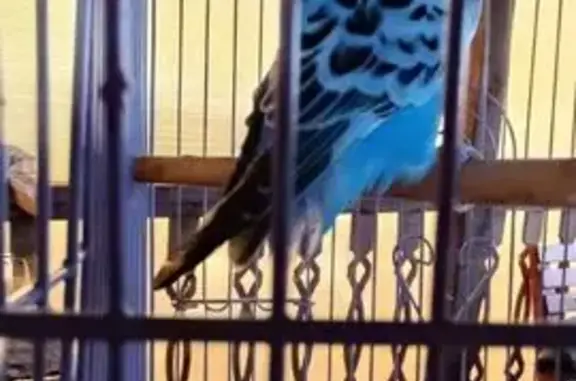 Птица поймана на Мастеровая 47, Юрга