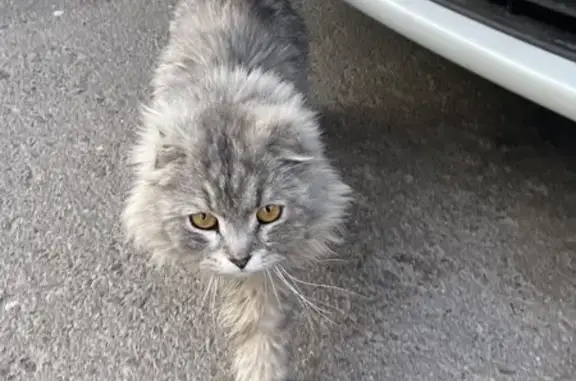 Найдена кошка, Серпухов, фото: Кошка найдена: ул. Чехова 58/27, Серпухов