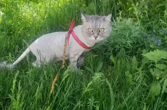 Потерянные животные Чебаркуль, фото: Пропала кошка, ул. Карпенко 4, Чебаркуль