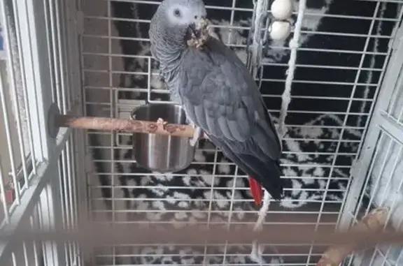 Потерянные животные Княжая, фото: Пропал жако, Княжая, Вологодская обл.