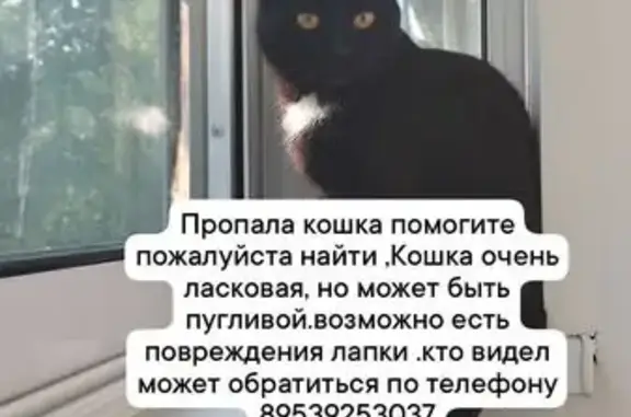 Пропала кошка, ул. Мичурина 61, Томск
