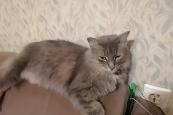 Пропала кошка, Базовый пер., 4, Екатеринбург
