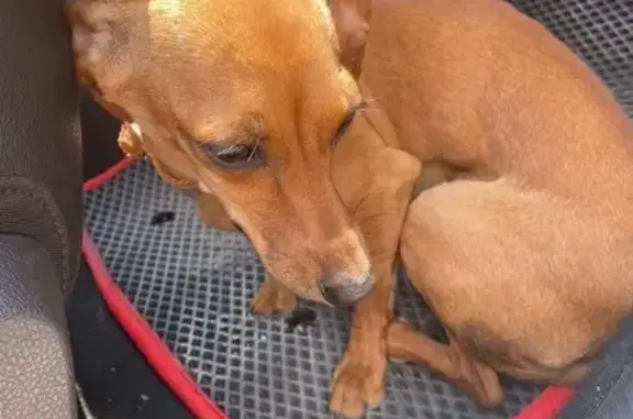 Найдена собака, Мысхако, фото: Найдена собака, 8-я Гвардейская, 46, Мысхако