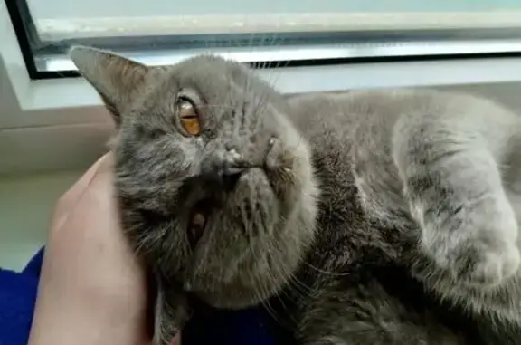 Кошка найдена у метро Козья Слобода