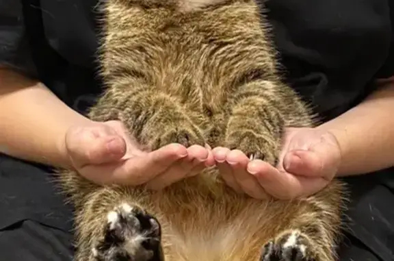 Пропала кошка, ул. Молодогвардейцев, 41Б