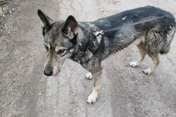 Найдена собака, Советское городское поселение, фото: Найдена собака на дороге 41А-082, 4