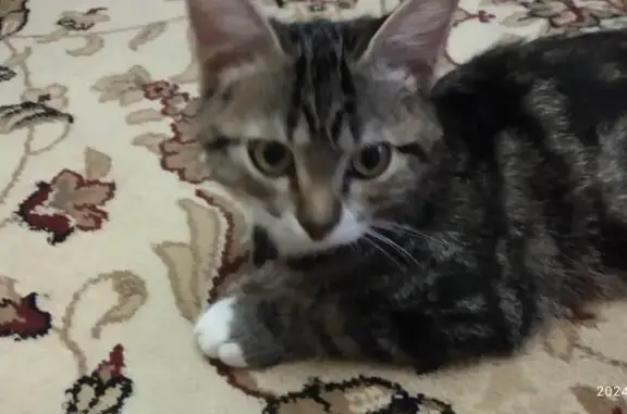 Кошки потеряшки, Новая Ляля, фото: Потеряшка кошка, п. Лобва, Новая Ляля