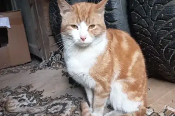 Найдена кошка, Северная ул., Тамбов