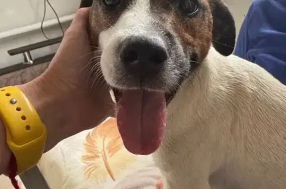 Найдена собака, Хреновое, фото: Найдена собака на Р-193, Хреновое