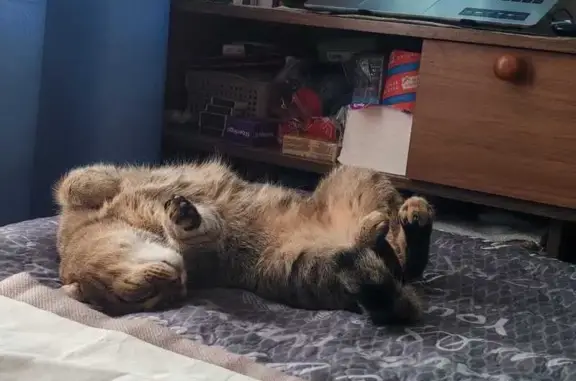 Кошки потеряшки, Санкт-Петербург, фото: Потеряшка кошка, Садовая ул. 107, СПб