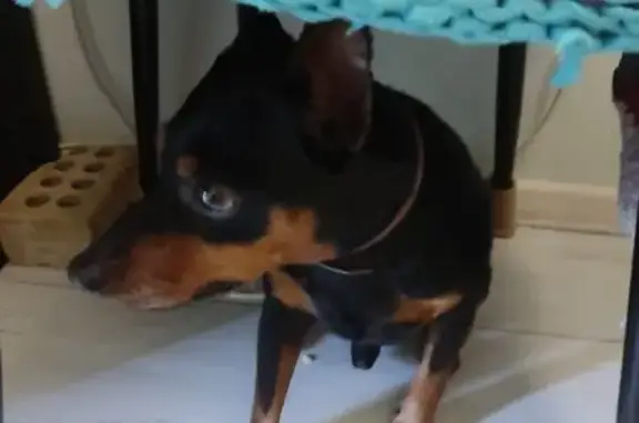 Найдена собака, Севастополь, фото: Собака в автобусе, пр. Острякова, Севастополь