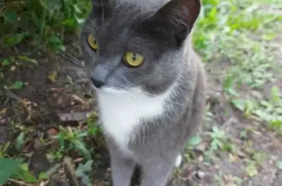 Кошки потеряшки, , фото: Потеряшка кошка, Юматовский с/с, Башкортостан