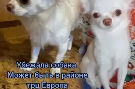 Пропала чихуахуа, Георгиева 57, Барнаул