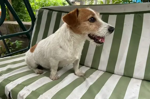 Найдена собака, , фото: Собака найдена, Сиреневая ул., Красноярск