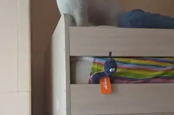 Найдена кошка, Москва, фото: Кошка найдена: Знаменка, 10 с1, Москва