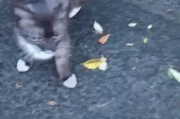 Найдена кошка, Новгородская ул. 37, Томск