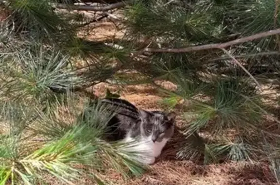 Найдена кошка, Ставрополь, фото: Кошка найдена, пл. Ленина 3, Ставрополь