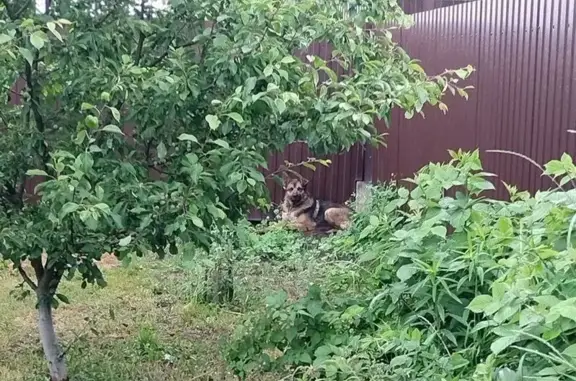 Овчарка найдена, Лесная ул., Маслово
