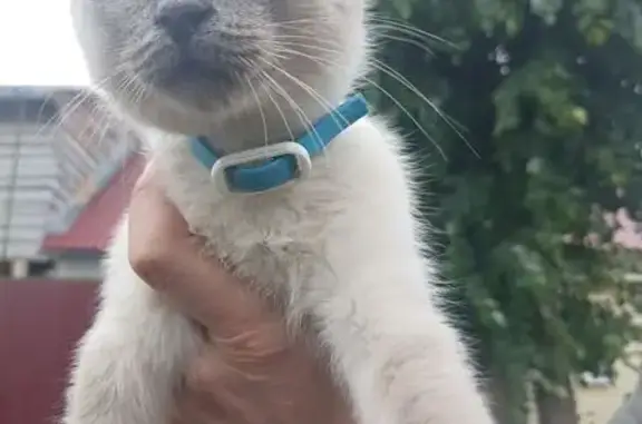 Кошка найдена: Жуковского 42, Йошкар-Ола