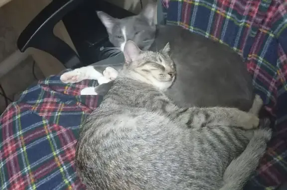 Кошки потеряшки, Саратов, фото: Потеряшка кошка, 4-й Чернышёвский пр., 6Г