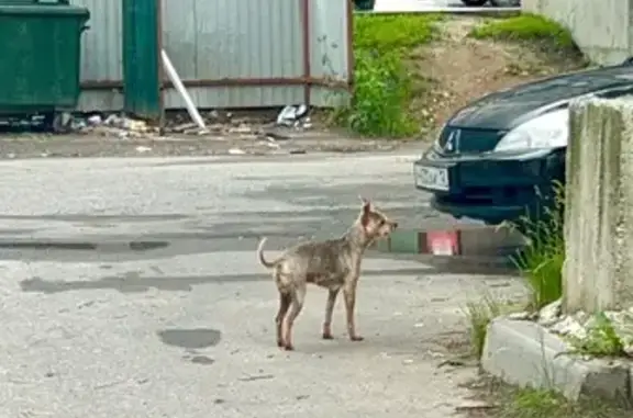 Собака найдена: Медицинская ул., 13А, Йошкар-Ола