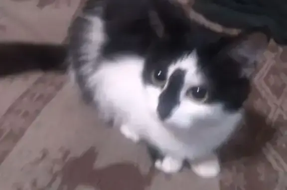 Кошка найдена: ул. 50 лет Октября, 3